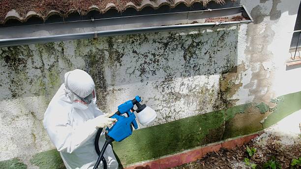 Trusted Black Mold Removal service in Anoka, MN - Cheap Mold Removal
